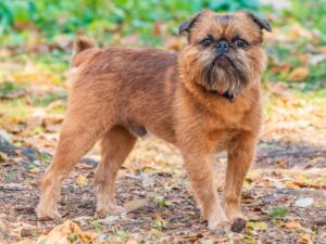 Griffon bruxellois