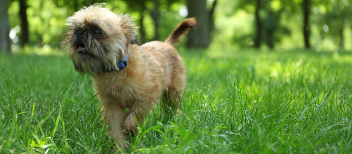 Griffon bruxellois