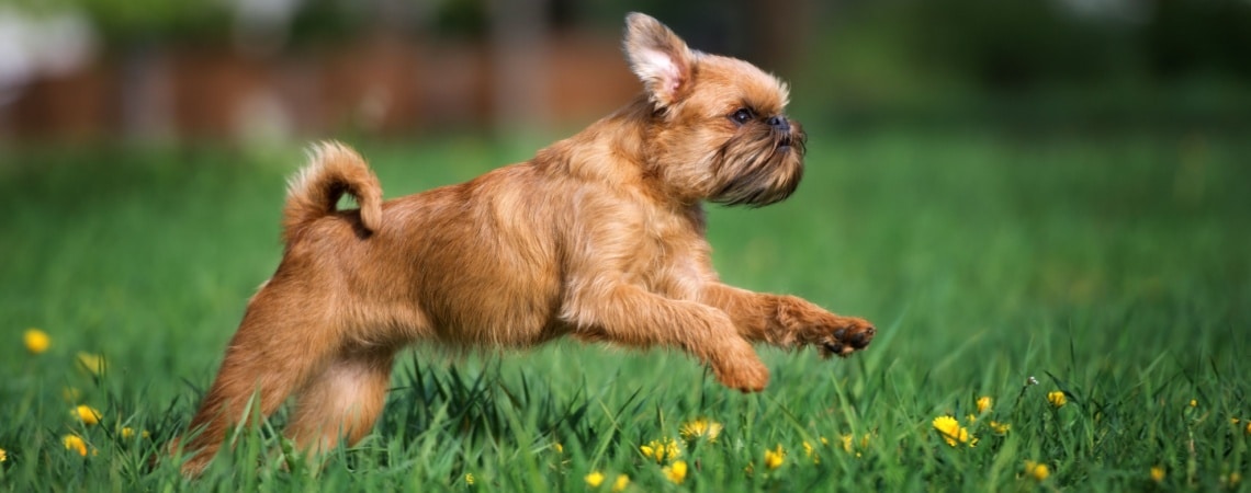 Griffon bruxellois