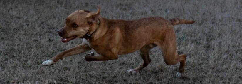 Plott Hound