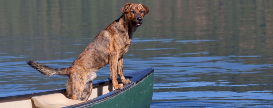 Plott Hound