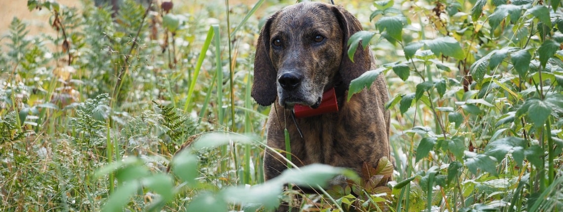 Plott Hound