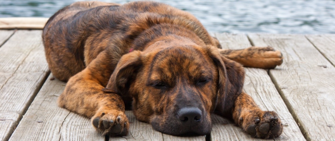 Plott Hound
