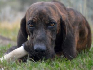 Plott hound