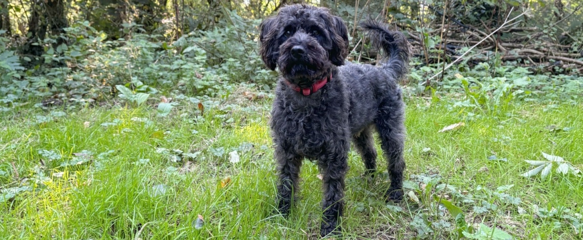 Schnoodle
