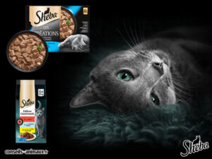 sheba chat avis