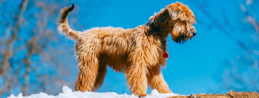 terrier irlandais à poil doux