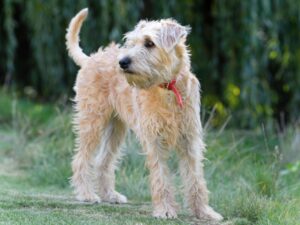 Terrier irlandais à poil doux