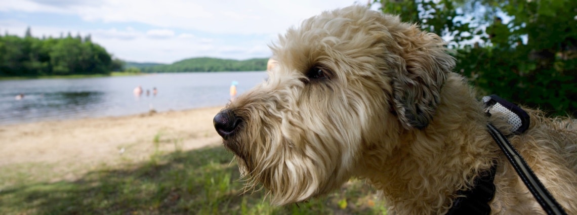 Terrier irlandais à poil doux