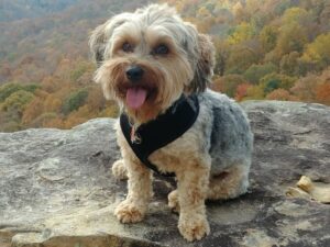 Yorkipoo