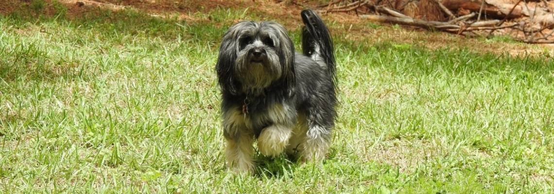 Yorkipoo