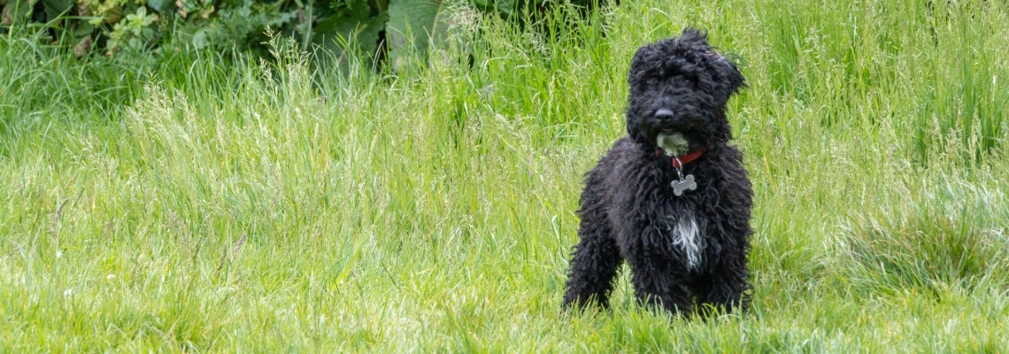 Yorkipoo