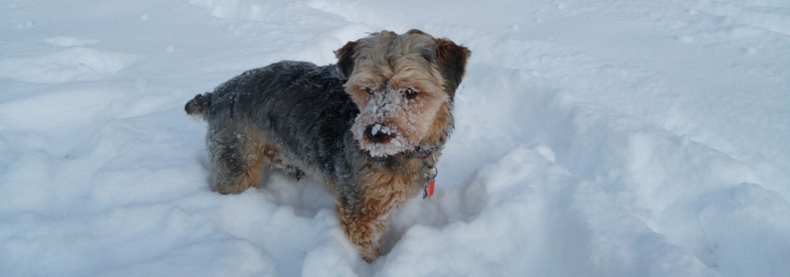Yorkipoo dans neige