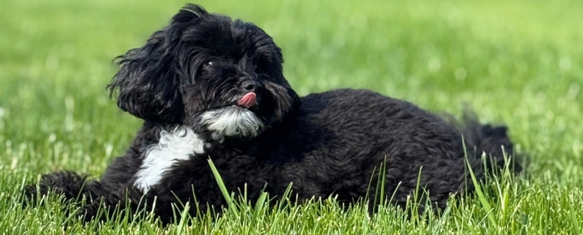 Yorkipoo noir et blanc