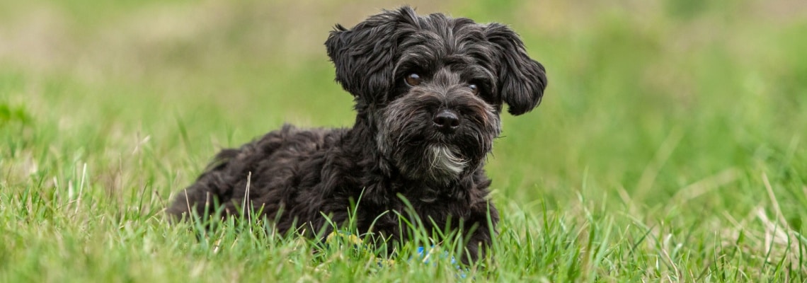 Yorkipoo
