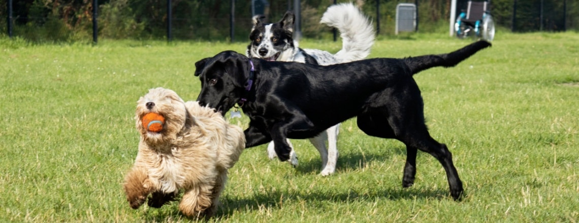 aussiedoodle avec autres chiens