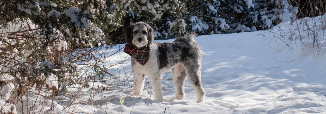aussiedoodle neige