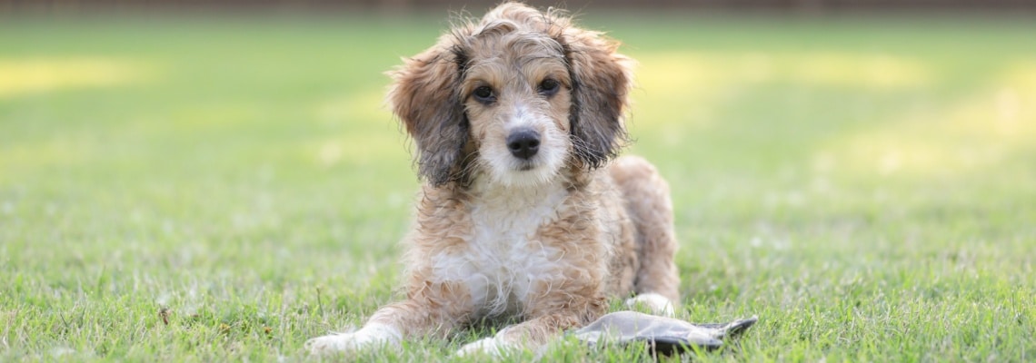 aussiedoodle