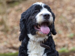 bernedoodle