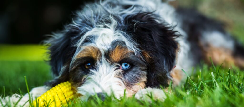 bernedoodle
