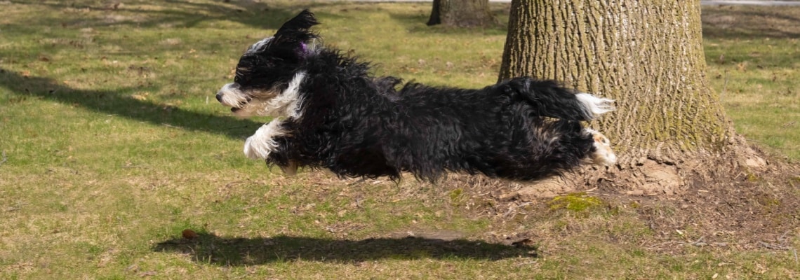 bernedoodle