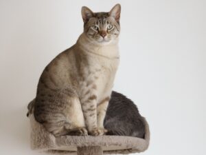 chat australian mist