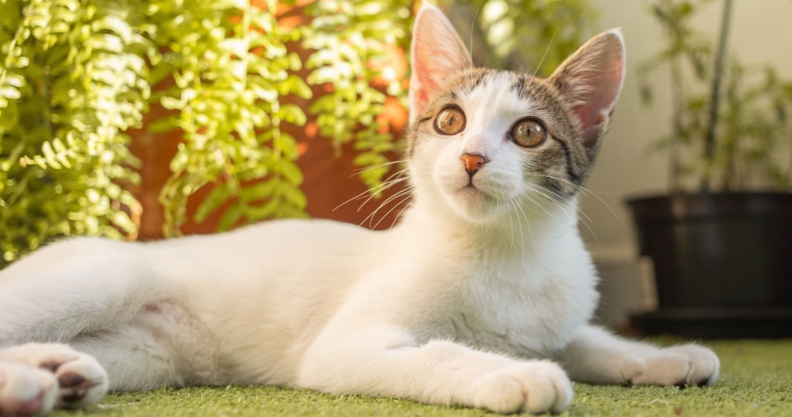 chaton Brazilian Shorthair