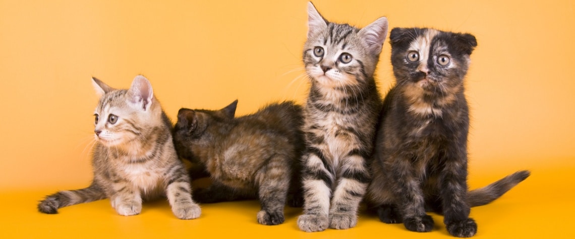 chatons australian mist