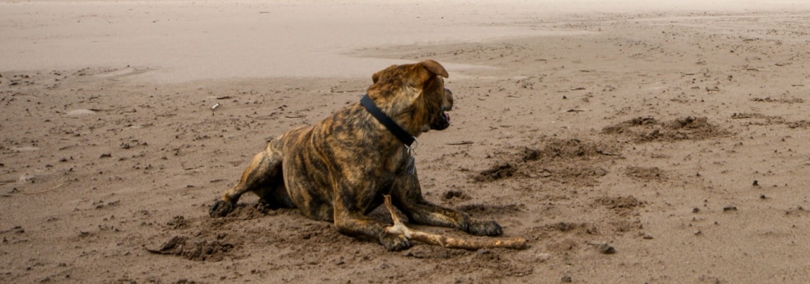 chien Plott Hound