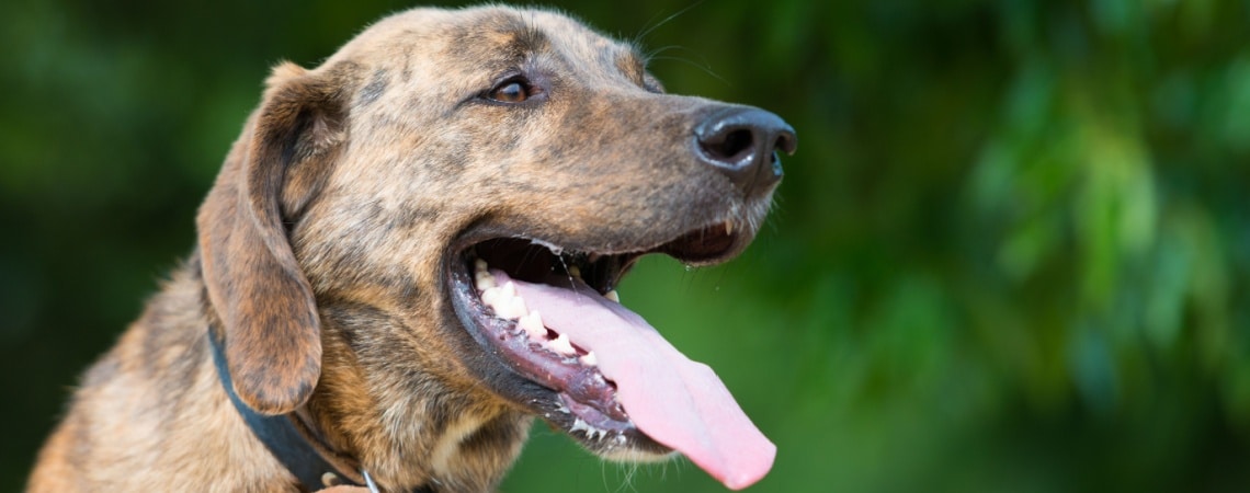chien Plott Hound