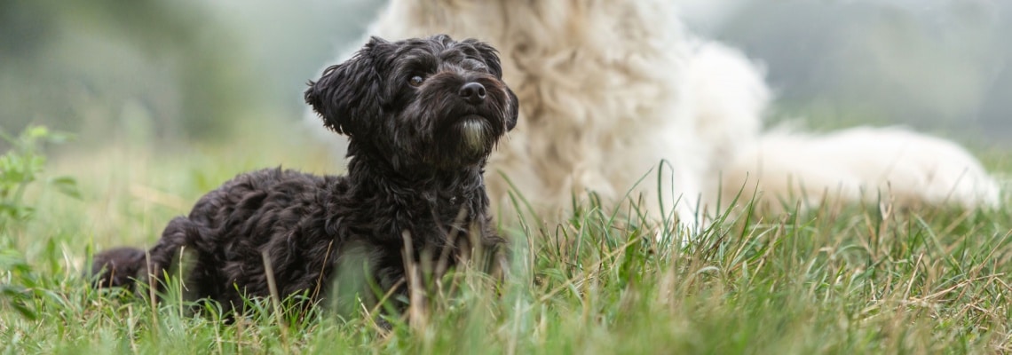 chien Yorkipoo
