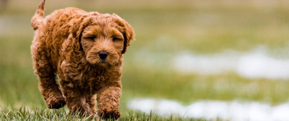 chiot Aussiedoodle