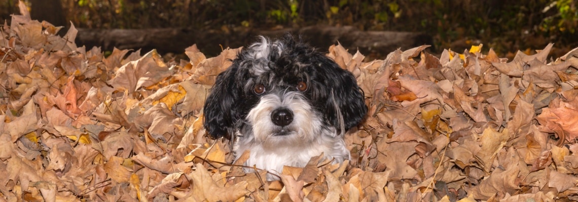 Bernedoodle