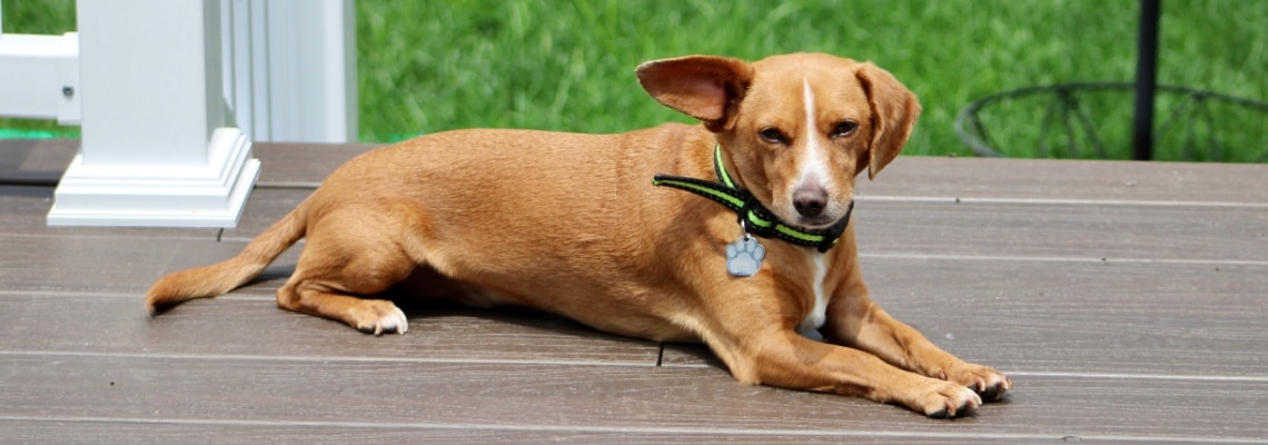 chiot Chiweenie