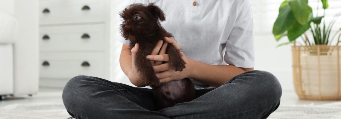 chiot Griffon belge
