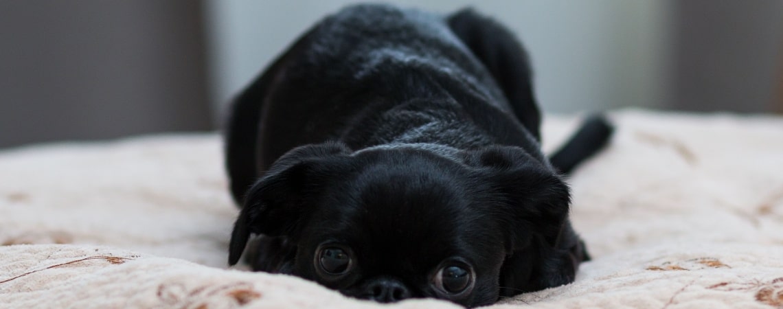 chiot Petit brabançon