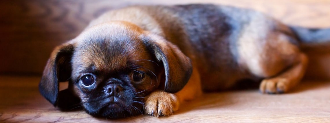 chiot Petit brabançon
