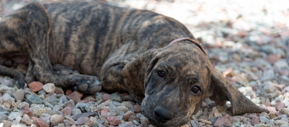 chiot Plott Hound