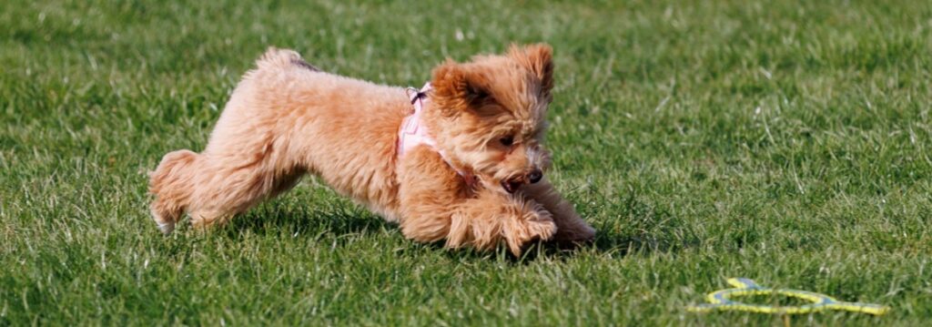 chiot Terrier irlandais à poil doux