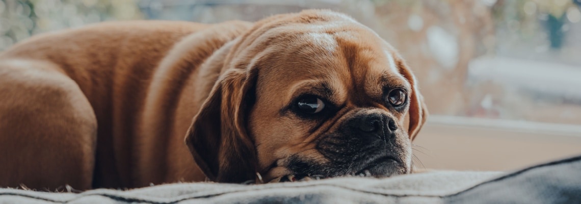 chiot puggle
