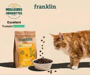 franklin chat stérilisé avis