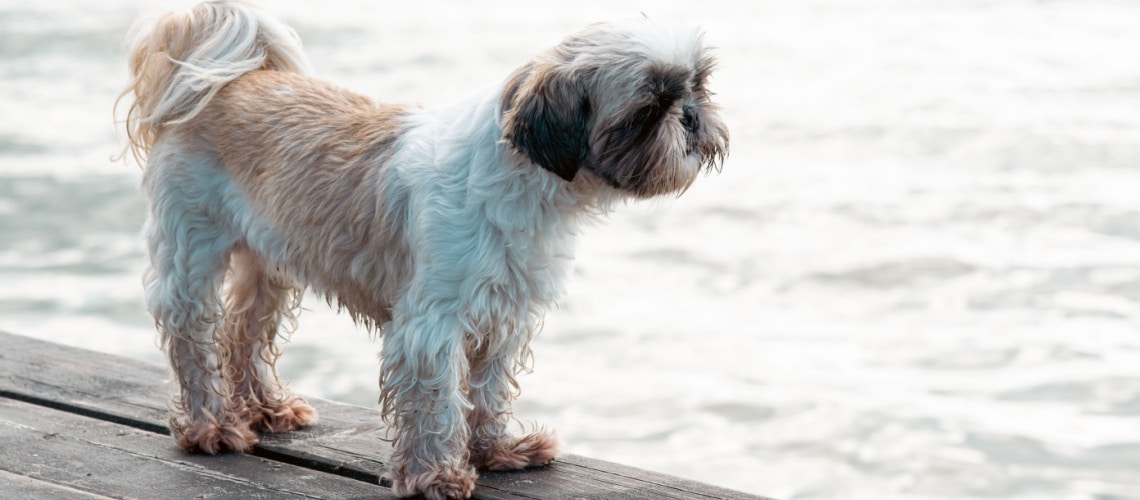 griffon belge