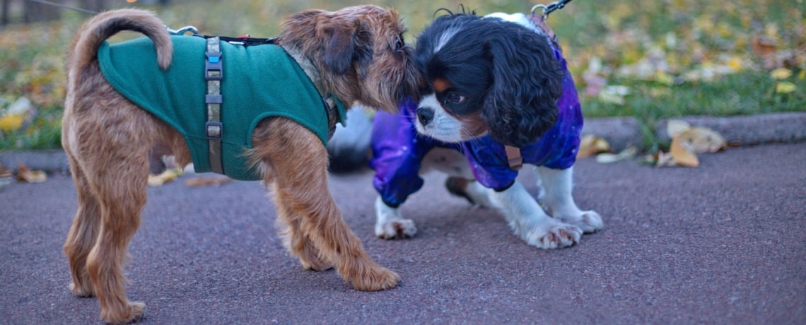 griffon belge avec autre chien