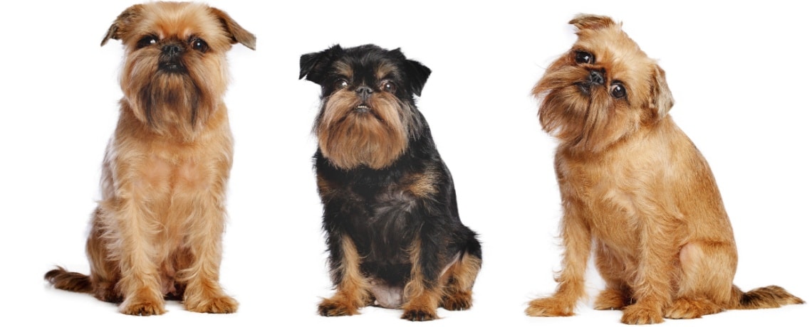 griffon belge et griffon bruxellois