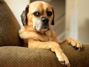 puggle
