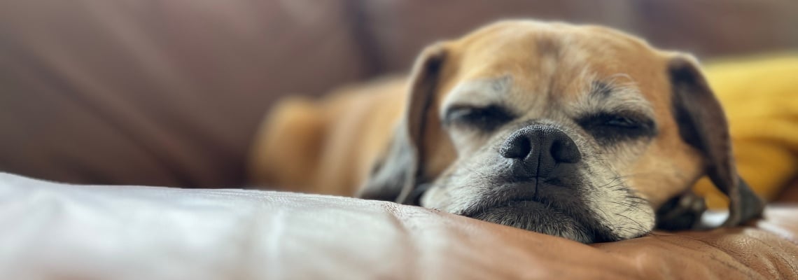 puggle