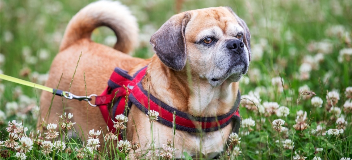 puggle