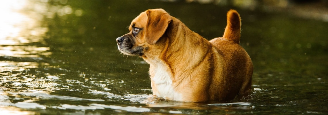 puggle