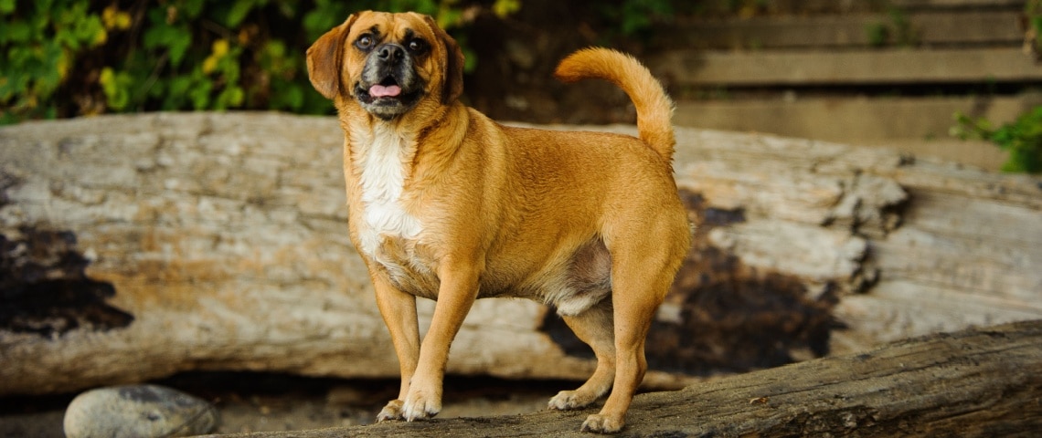 puggle