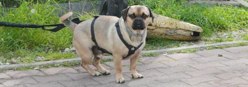 puggle